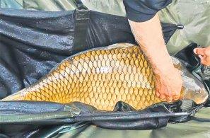 crapi tancabesti - scandallaunconcursdepescuitprinicuuncrapinladafrigorifica.jpg